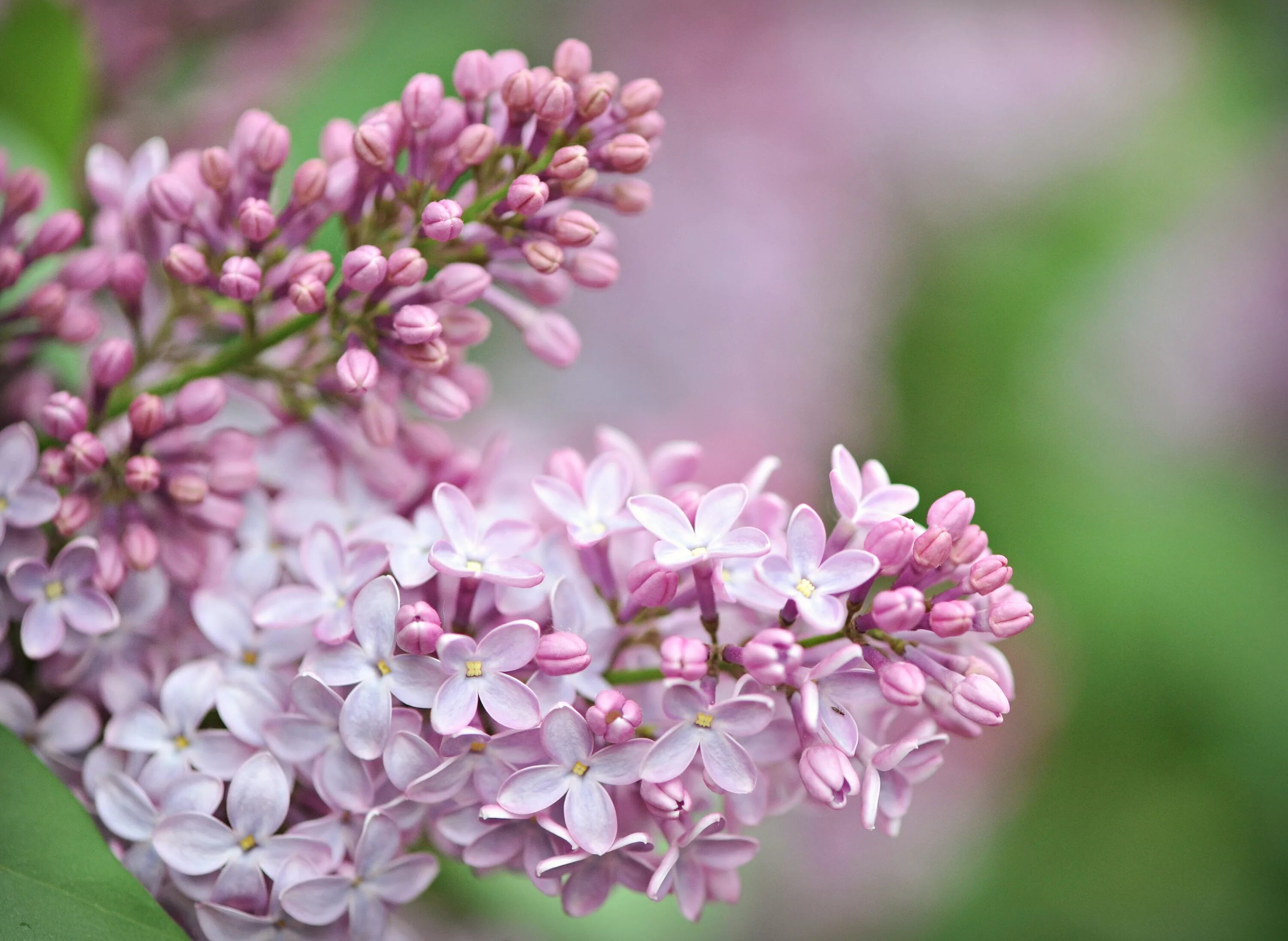 Сирень Элинор. Флауэр Сити сирень. Сирень гималайская. Сирень Берье. Flower mm2