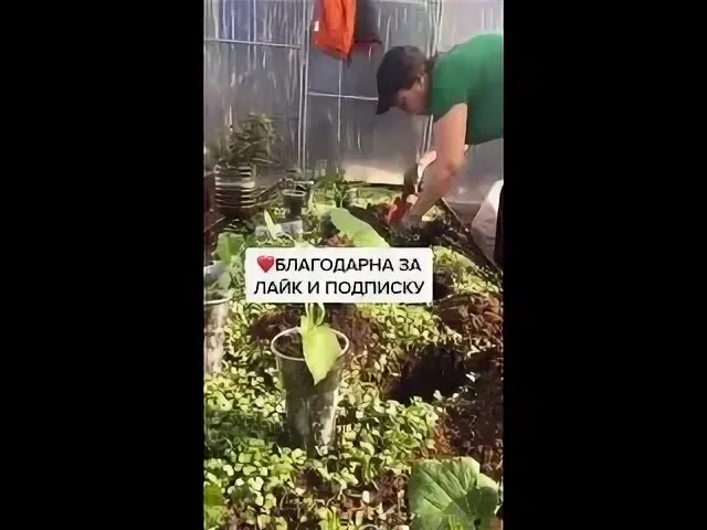 Когда сажать огурцы в мае 2024