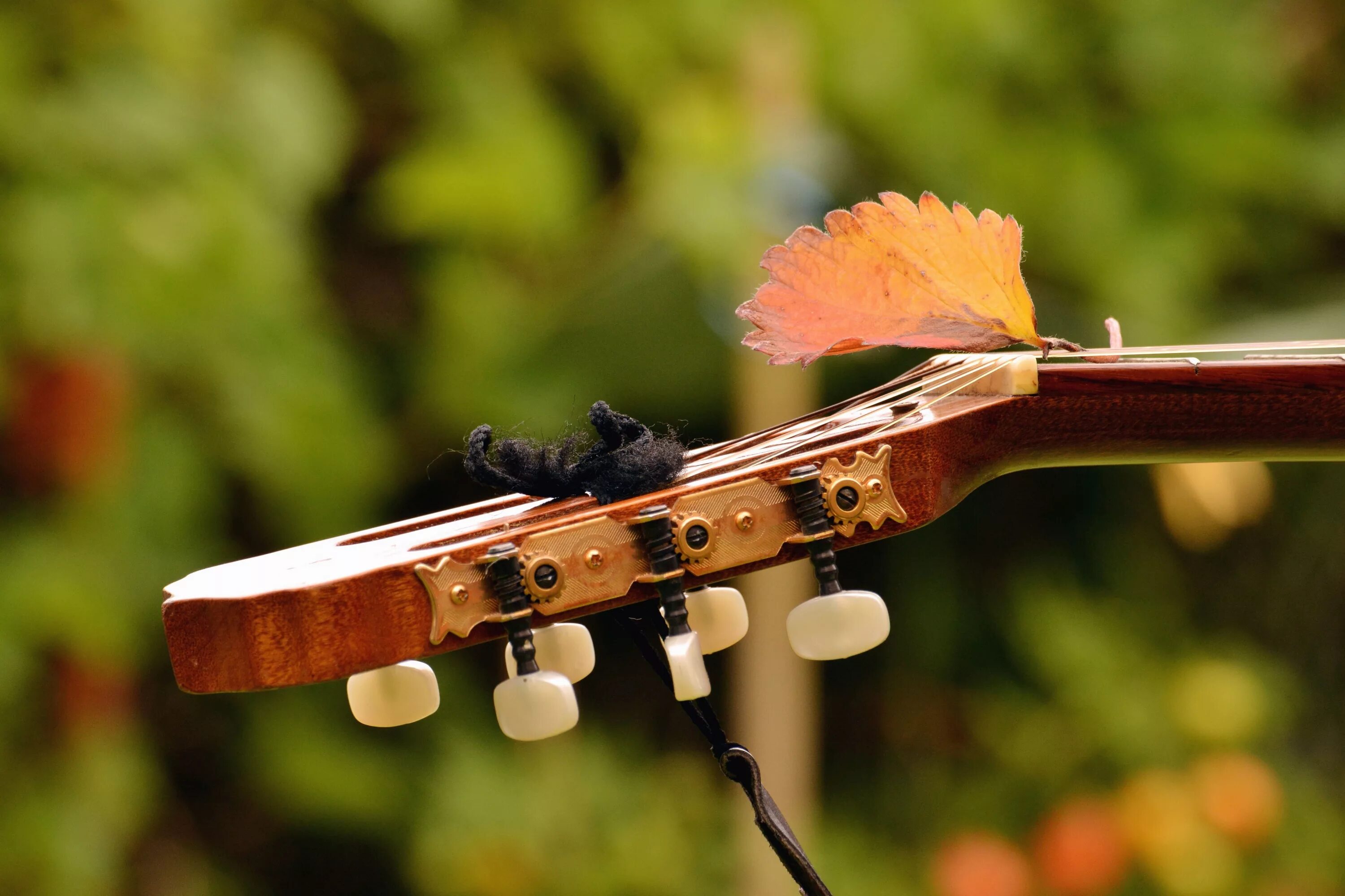 Музыка гитара и скрипка. Музыкальные инструменты на природе. Музыкальные инструменты осень. Гитара в осенних листьях. Гитары.