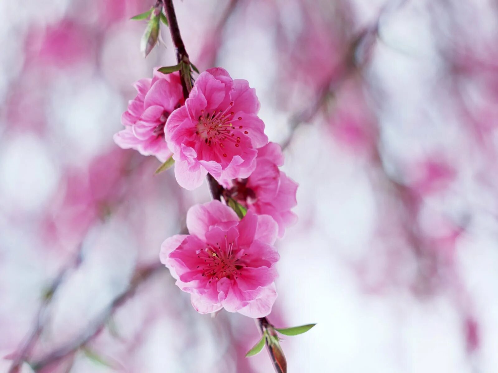 Заставки на телефон вертикальные цветы. Хонор Сакура. Цветущая ветка Сакуры. Розовые цветы. Нежные весенние цветы.