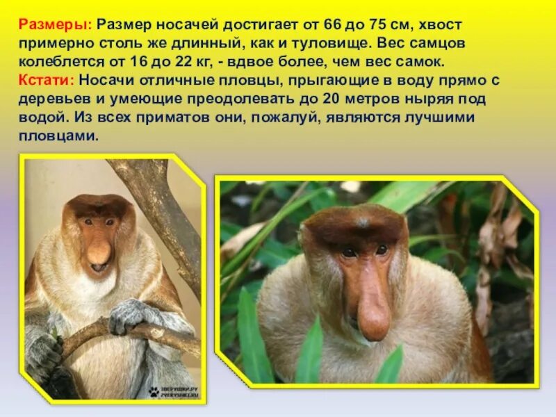Проект о необычном животном