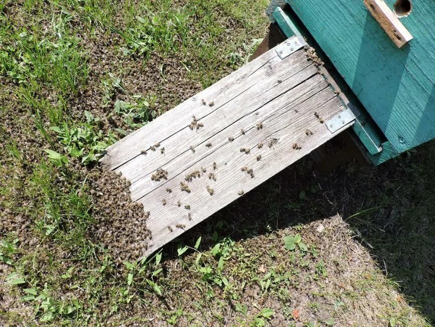 Пчелы гибнут. Гибель пчел. Пчеловодство в Новосибирской области. Гибель пчел от пестицидов.