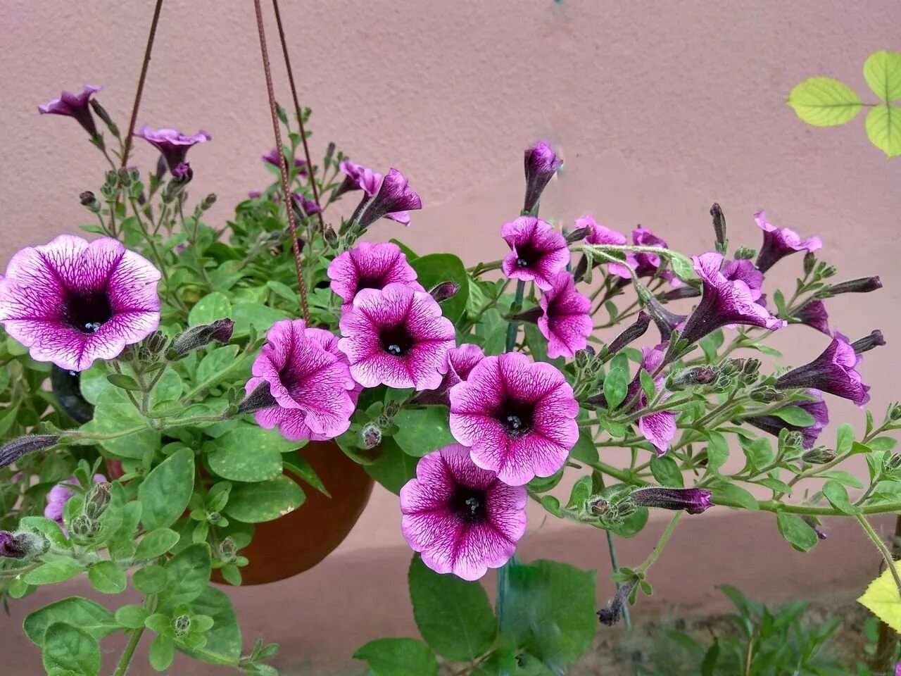 Петуния опера парпл вейн. Петуния парпл вейн. Опера суприм парпл вейн. Опера суприм парпл вейн. Опера суприм парпл вейн.