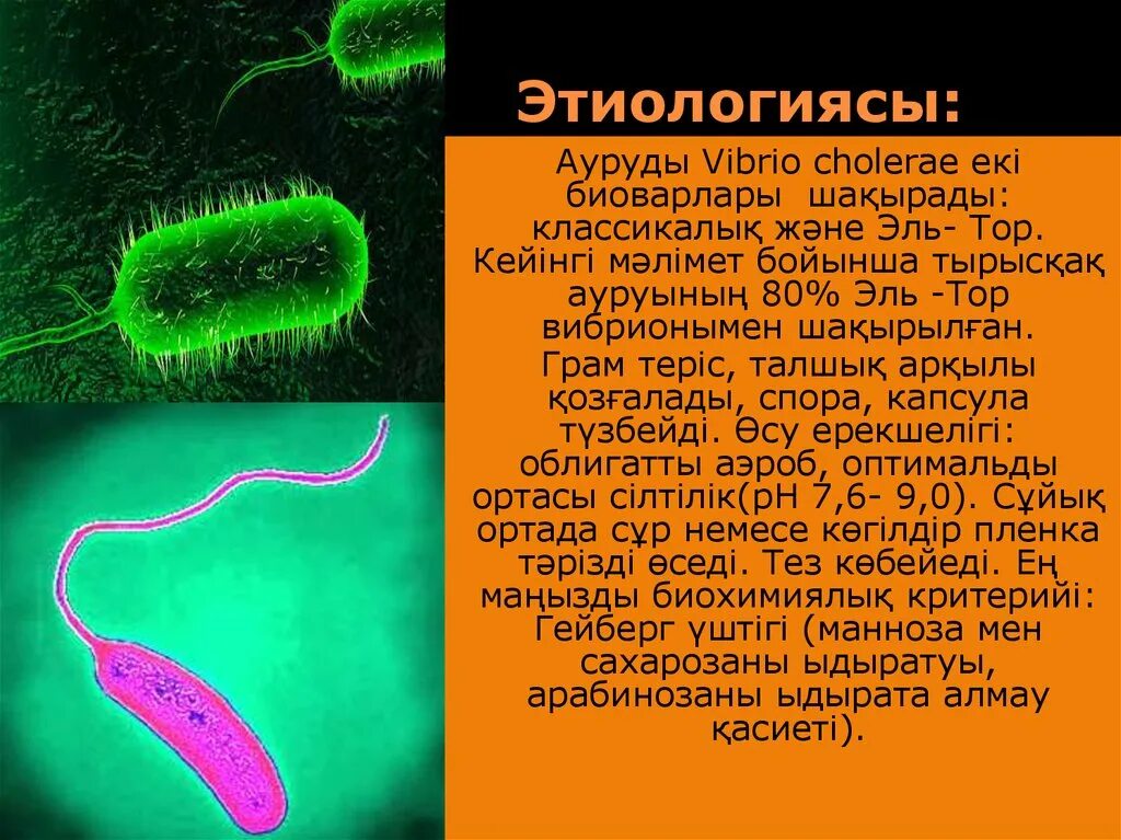 Организм трутовик окаймленный холерный вибрион. Вибрион холеры строение. Vibrio cholerae микробиология. Холерный вибрион микробиология. Галофильные вибрионы.
