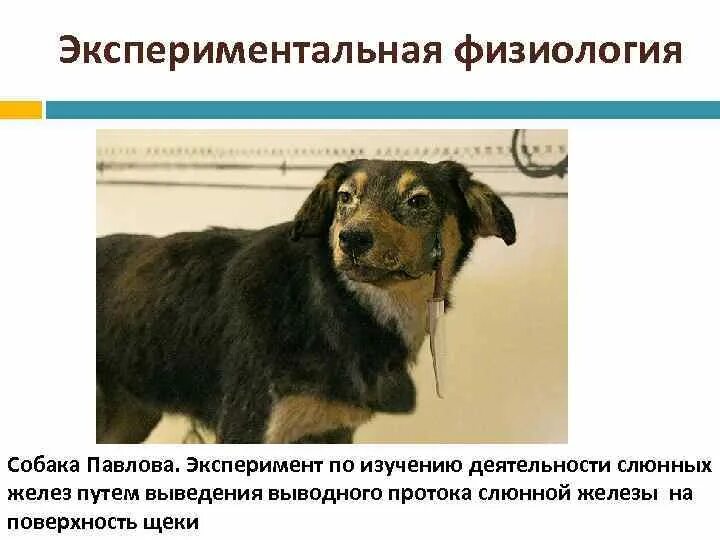Эксперименты физиологии