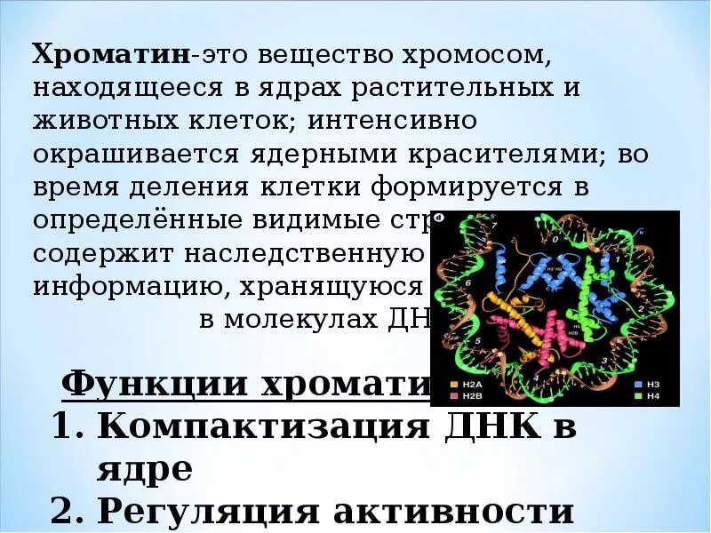 Хроматин функции. Хроматин строение и функции. хроматин структурный компонент клетки. хроматин структура и функции.