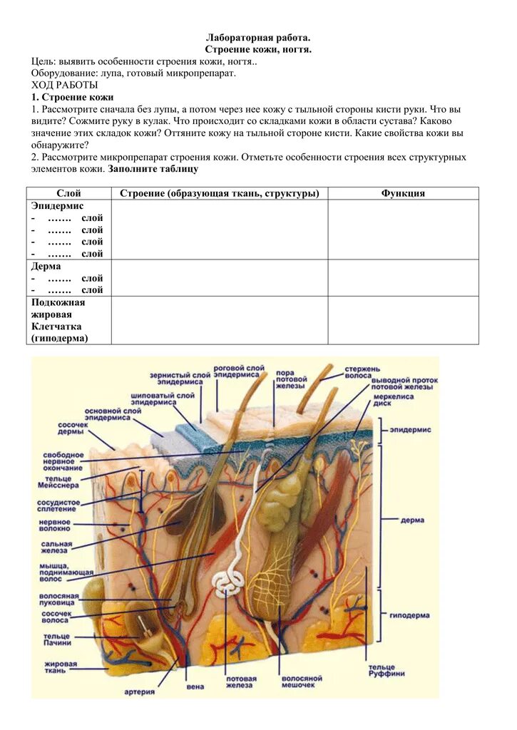 Слои кожи таблица 8 класс биология. Элементы кожи и их функции. Таблица биология 8 класс слои кожи строение слоя функция. Лабораторная работа по биологии 8 класс строение кожи ногтя.