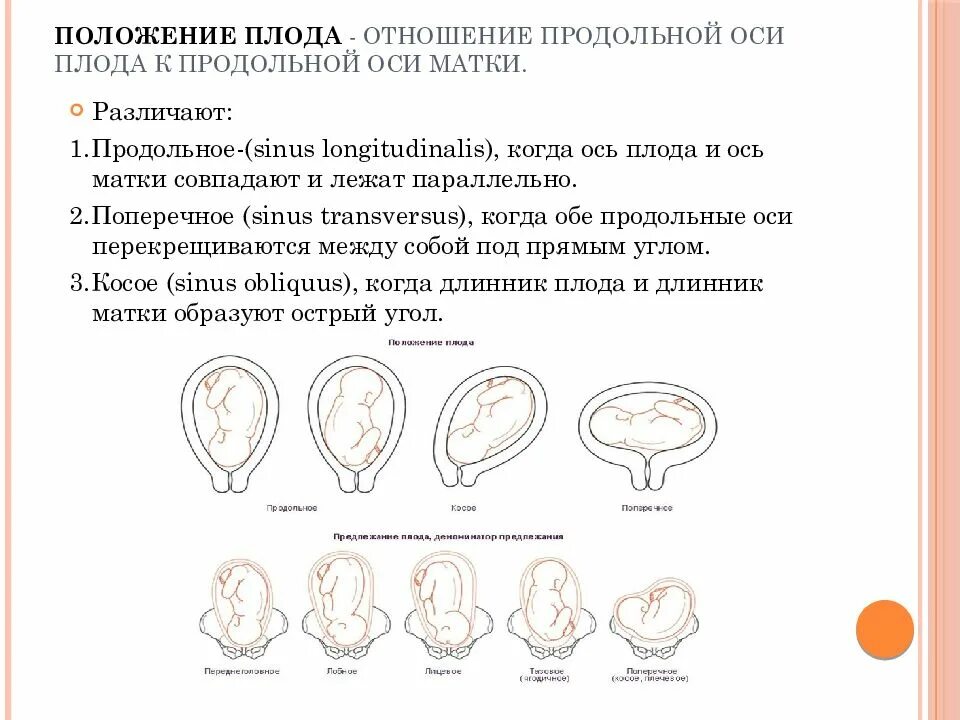 Вторая позиция плода. Первая позиция продольное положение тазовое предлежание. позиция и вид при поперечном положении плода. позиция плода при продольном положении. положение плода продольное головное.