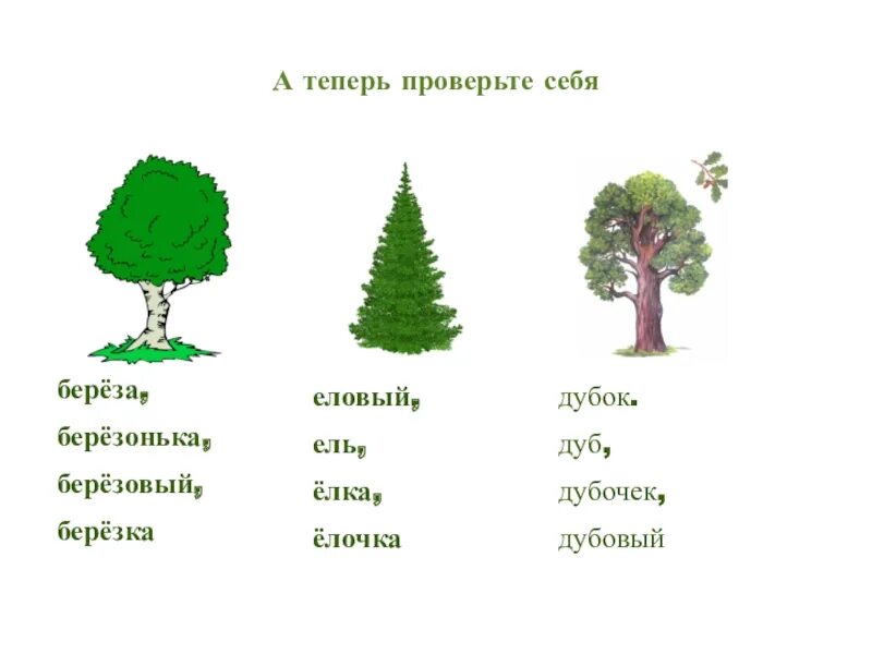 Сосна новое слово. Сосна однокоренные слова. Ель родственные слова. Однокоренные слова к слову елка. Сосн однокоренные слова.