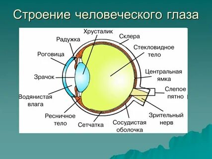Анализаторы органов зрения
