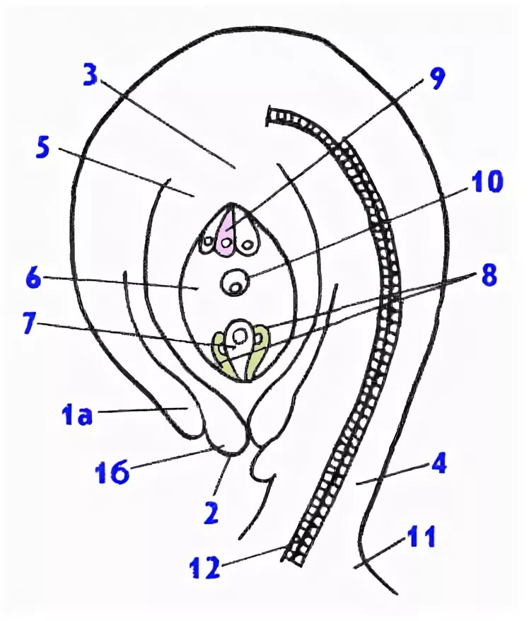 Женский гаметофит зародышевый мешок. Строение семязачатка покрытосеменных. Строение семязачатка семяпочки. Строение семязачатка цветковых. Семязачаток цветковых строение.
