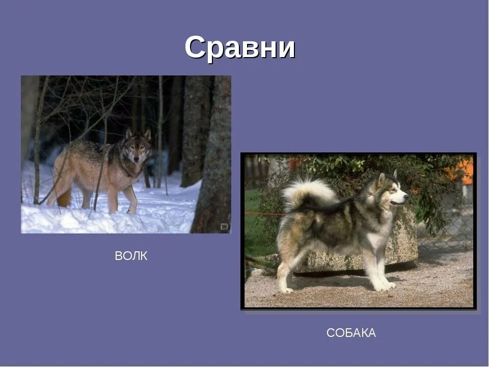 Как отличить волка. Отличие волка от собаки. Волк и собака отличия. Собака и волк сходства и различия. Различия волка от собаки.