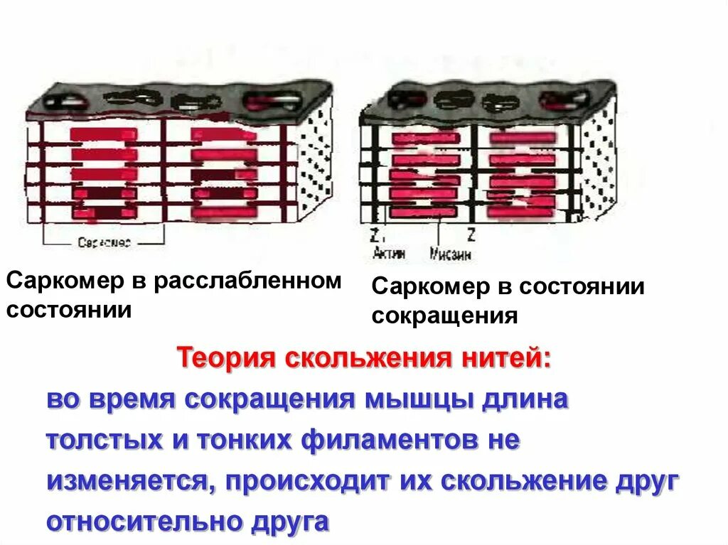 Сокращение саркомера. Саркомер теория мышечного сокращения. Саркомер физиология механизм. Саркомер в состоянии расслабления и полного сокращения. Сокращение мышц саркомер.