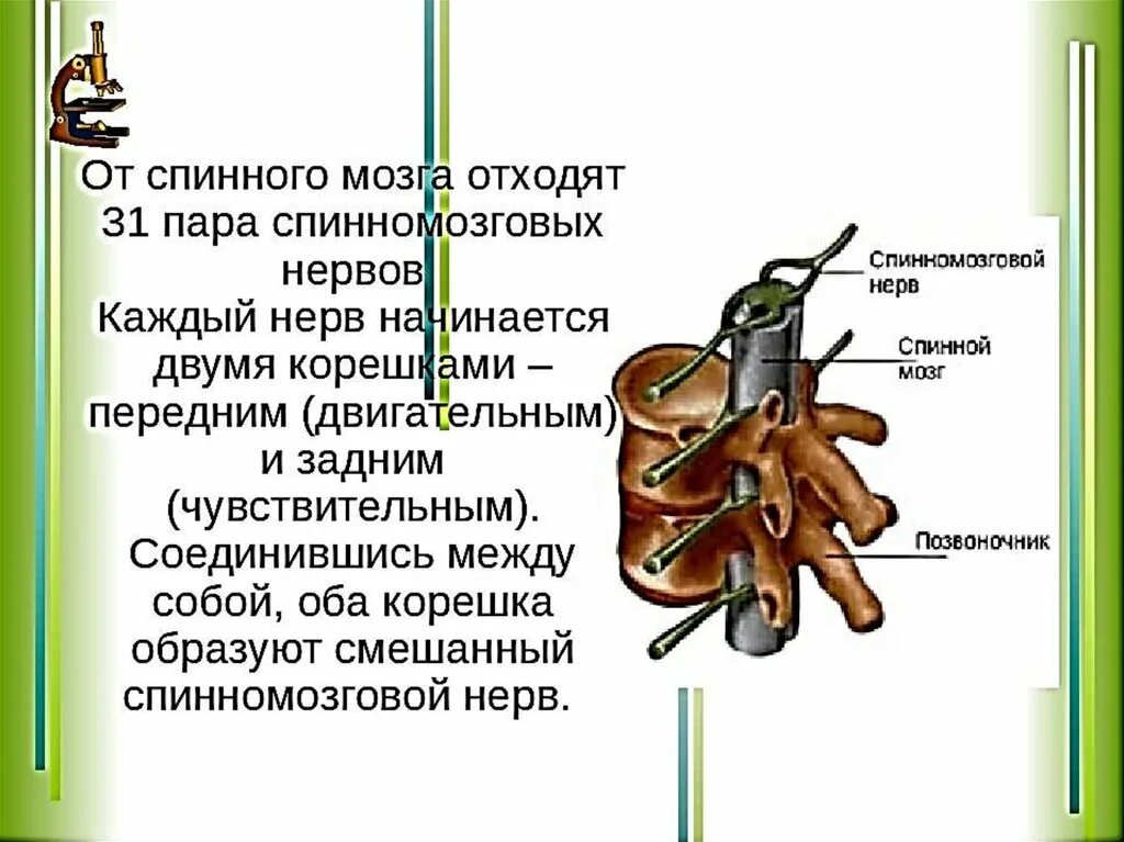 От спинного мозга отходят нервы в количестве