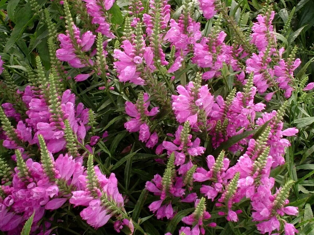 Физостегия многолетняя. Физостегия виргинская (physostegia virginiana). физостегия виргинская rosea (розея. физостегия виргинская роуз. физостегия виргинская белая.