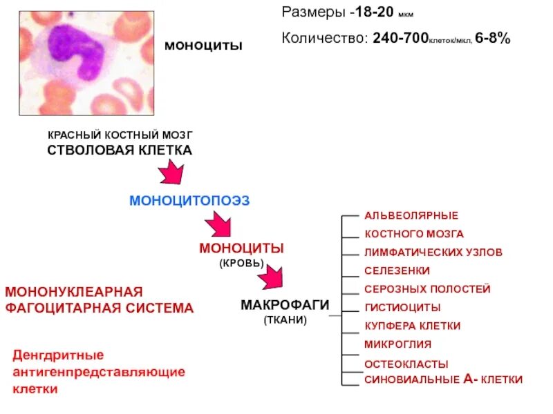 Характерное строение моноцитов. Строение макрофагов иммунология. Происхождение макрофагов гистология. Мононуклеарная фагоцитарная система моноцитов.