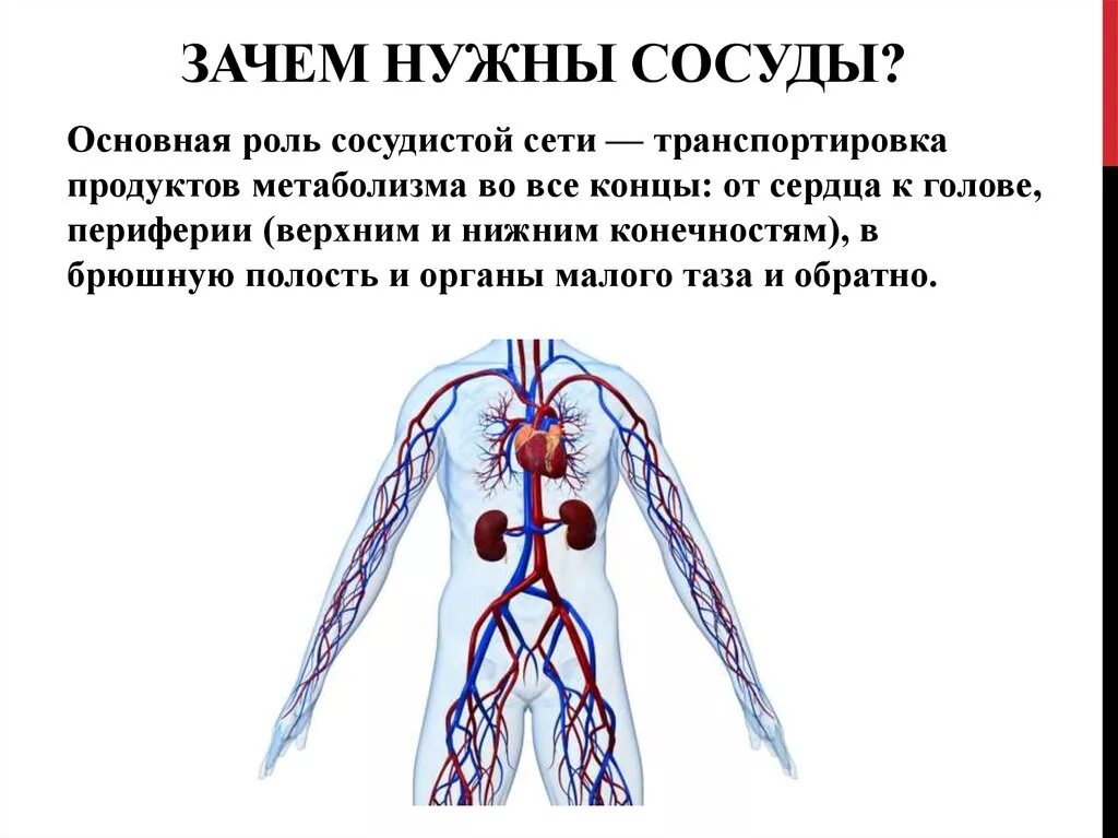 Чем характеризуются сосуды. Периферические артерии. Заболевания периферических артерий. Заболевание периферических артерий и вен.