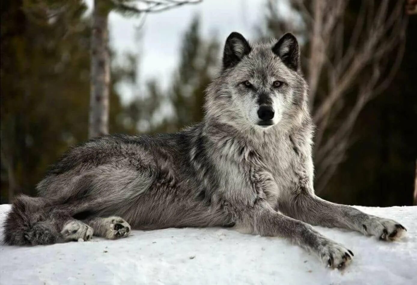Волк в полный рост. «Серый волк» (Сары Буре). Волк. Волк серый. Пепельный волк.