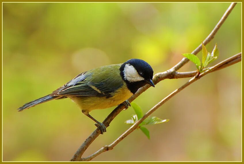 ворона и воробей. сова синица. сова воробьиный сыч. сова и синичка. берестов сова и синица.
