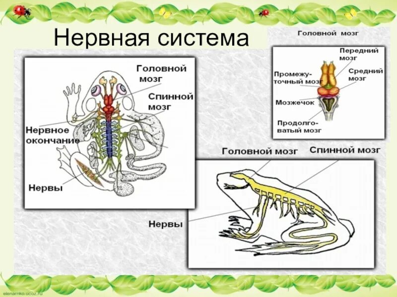Кровеносная система млекопитающих схема биология 7 класс. Строение систем органов млекопитающих. Строение систем органов млекопитающих. Рис 162 пищеварительная система млекопитающих. Кровеносная система млекопитающих схема биология 7.