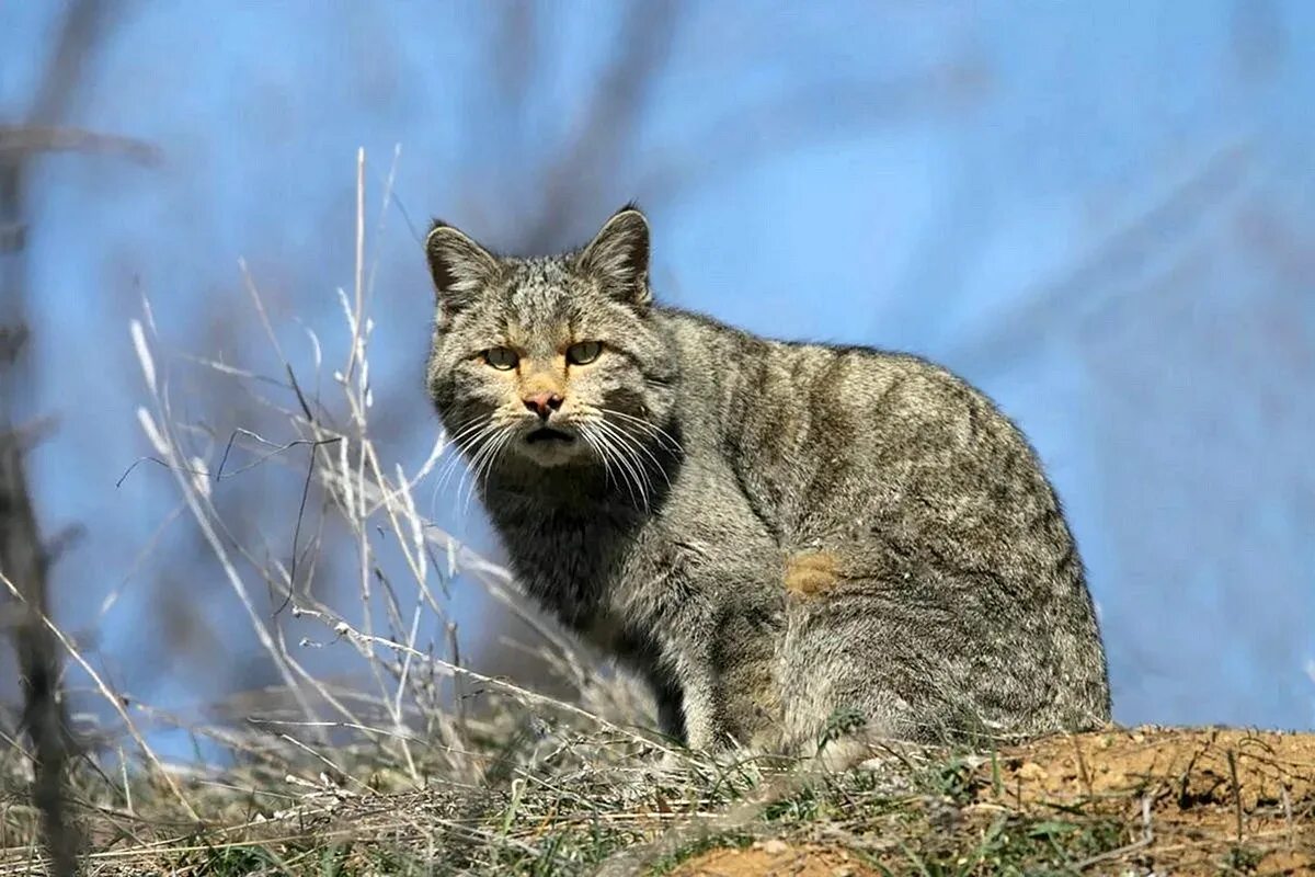 Европейский дикий Лесной кот. Европейский Лесной кот камышовый дикий. Европейский камышовый кот. Шотландский дикий Лесной кот. Дикие кошки котов