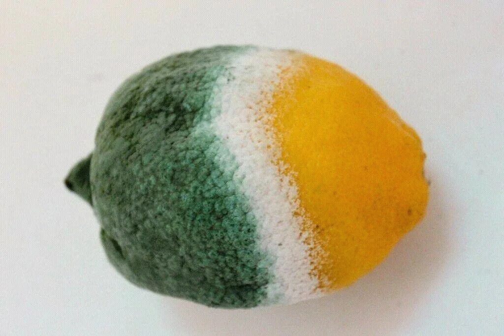 Зеленая плесень это. Плесень на апельсине. Зеленая плесень. Зеленая плесень пеницилл. Зеленоватая плесень.
