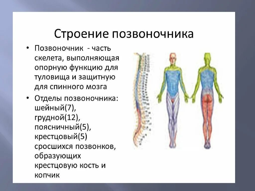 Функции отделов позвоночника. Строение позвоночника. Структура позвоночника. Позвоночник анатомия. Позвоночный столб анатомия человека.