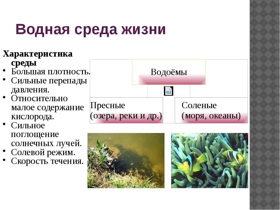 Водоросли освоили среду обитания. Водная среда жизни. Характеристика водной среды. Водная среда обитания характеристика. Организмы водной среды.