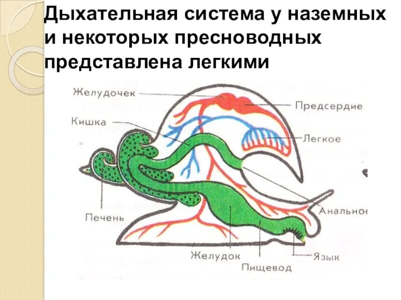 Какие органы дыхания характерны для наземных моллюсков. Дыхательная система моллюсков. Класс млекопитающие дыхательная система. Органы дыхания наземных. Органы дыхания наземных животных.