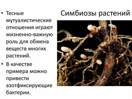 Симбиоз бактерий примеры