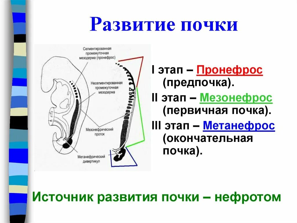 Мезонефросов у модельных животных