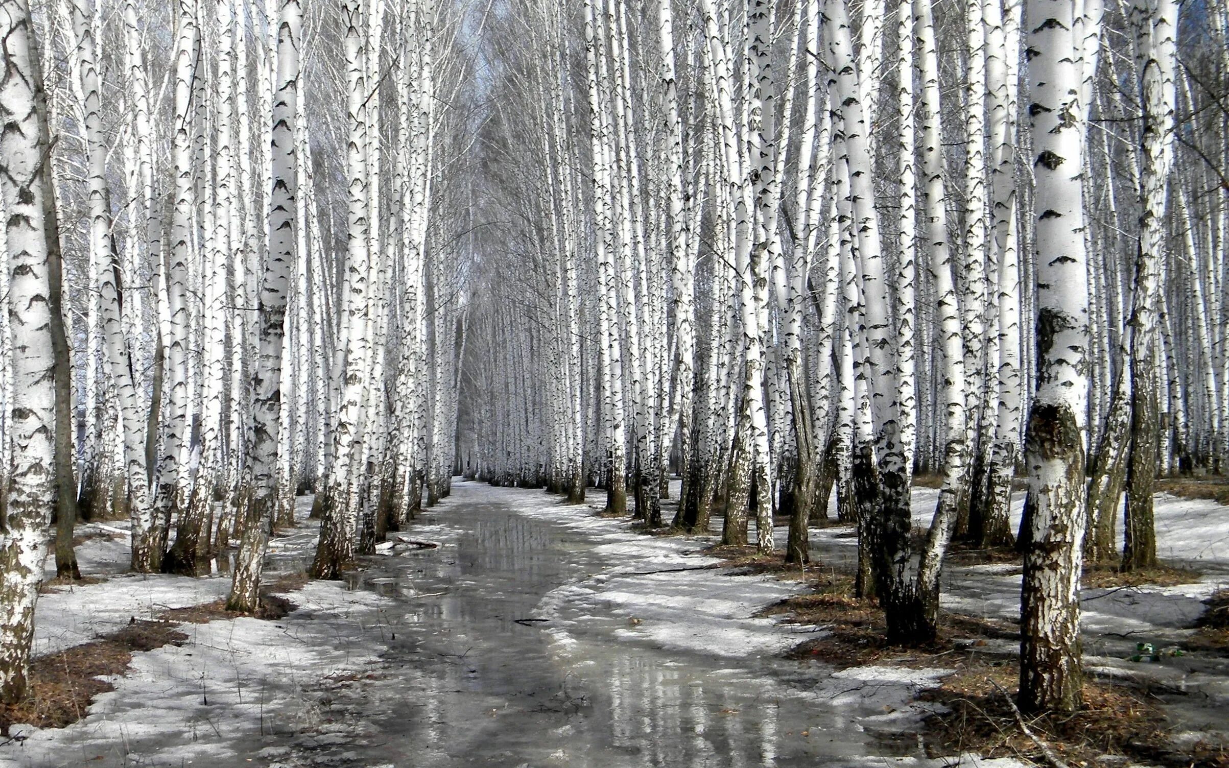 Берёзовая роща Каменск-Уральский. Весенний лес.