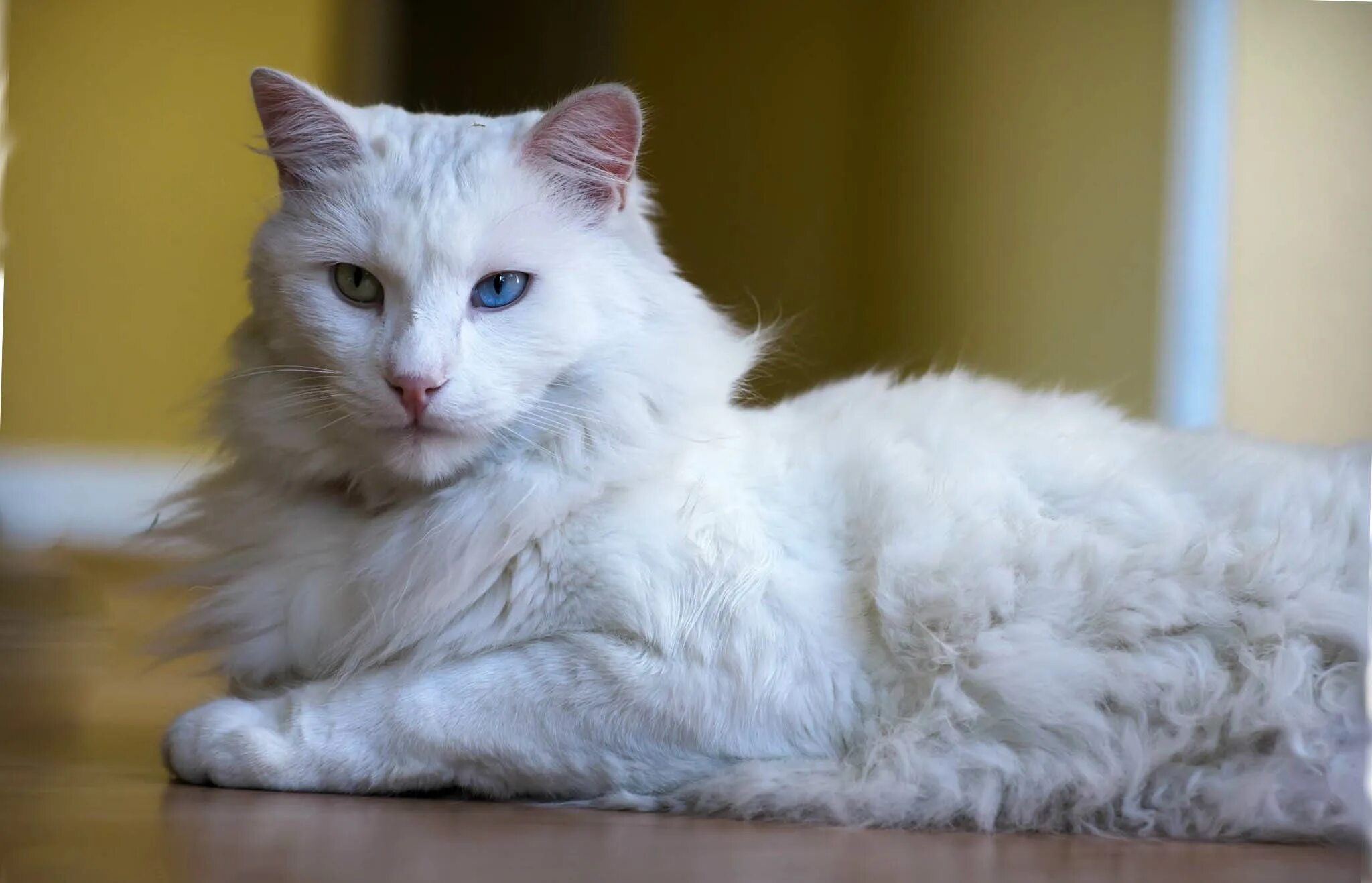 Турецкая ангора кошка. Ангорская кошка турецкая ангора. Турецкая ангорская белая кошка. Турецкий ангорский кот белый.