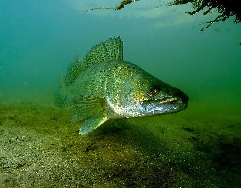 Судак 4 кг. Окунь. Судак и щука отличия. Судак донской рыба. Судак рыба щука.