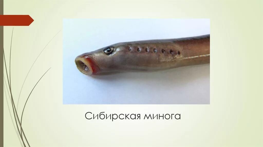 Пескоройка 6 букв сканворд. Змеевидная рыба на амуре. Миноги в мордовии. Каспийская минога – caspiomyzon. Пескоройка 6 букв сканворд.