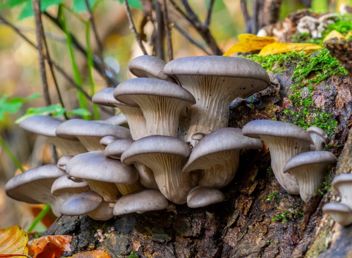 Вешенка обыкновенная (Pleurotus ostreatus). Вешенка устричная (Pleurotus ostreatus). Вёшенка обыкновенная / Pleurotus ostreatus. Вешенка обыкновенная гриб. Вешенка опята