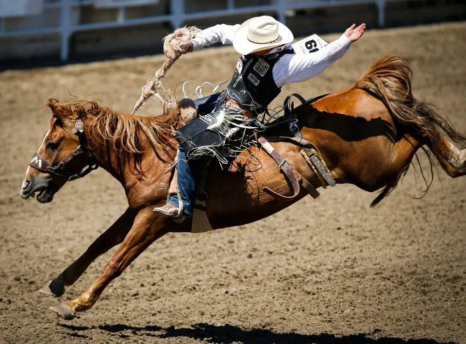 Скачки на быках. Скачки на быках. Скачки на быках. Гонки родео. Скачки на быках.