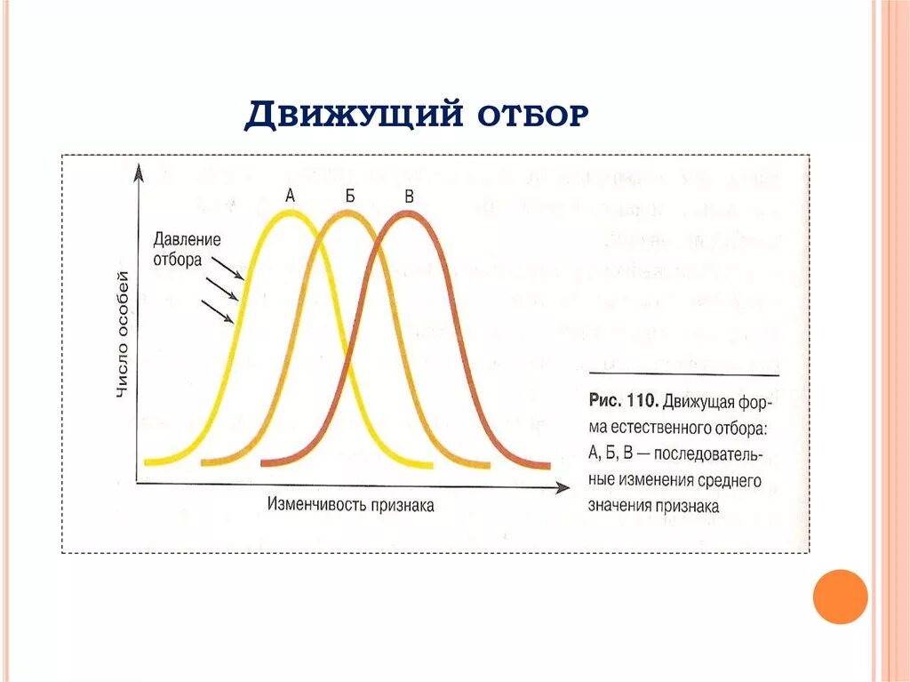 Какую форму отбора иллюстрирует данный рисунок. Схема движущего естественного отбора. Движущая форма естественного отбора график. Движущий отбор это естественный отбор. Норма реакции движущего отбора.