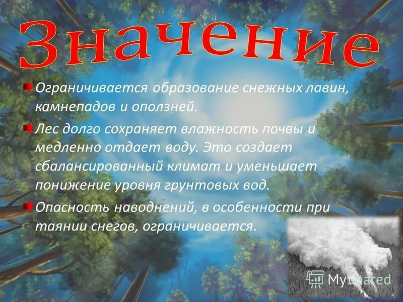 Леса смягчая климат сохраняют влагу. Лес сохраняет влагу. Что удерживает влагу в лесах России.