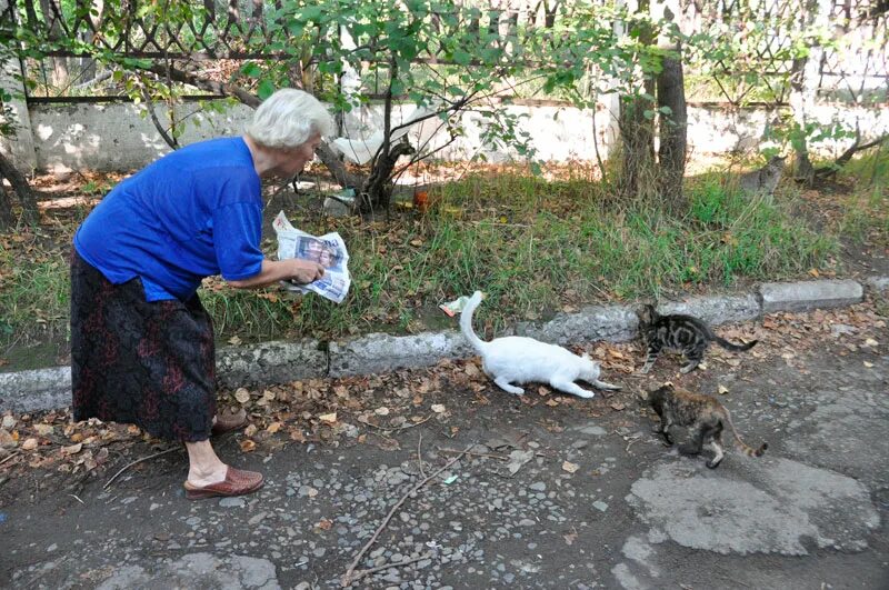 Женщина кормит кошек. Кошка во дворе. Бабушка с кошками на улице. Старушка кормит кошек. Человек кормит животных.