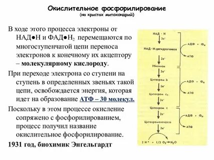 Окислительное фосфорилирование кислородного этапа