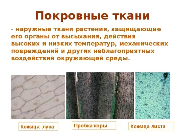 Покровная ткань биология 6 класс впр. Покровная ткань растений пробка. Ткани растений покровная ткань. Покровная ткань растений кожица. Покровные ткани кожица пробка.