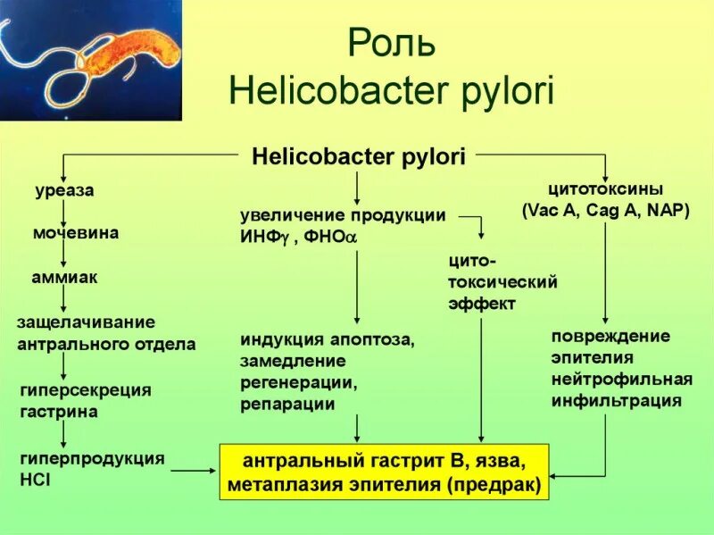 Желудочный сок бактерии