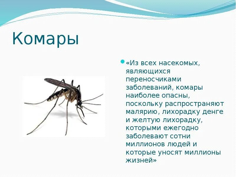 Комар является насекомым. Комары являются переносчиками. комары являются переносчиками заболевания. комар переносчик денге. комар переносчик заболеваний.
