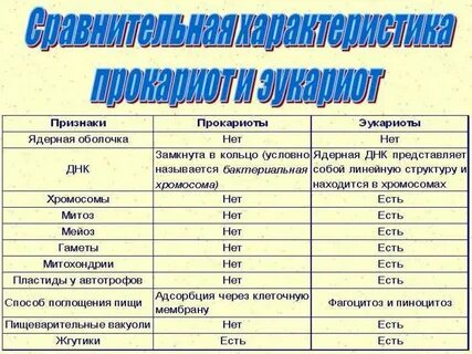 Способы поглощения пищи