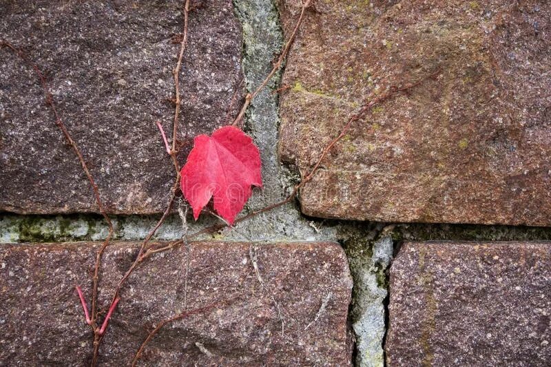 Осенний лист плюща. Берман последний лист. Последний лист картина. Последний листок о генри. Последний лист о генри иллюстрации.