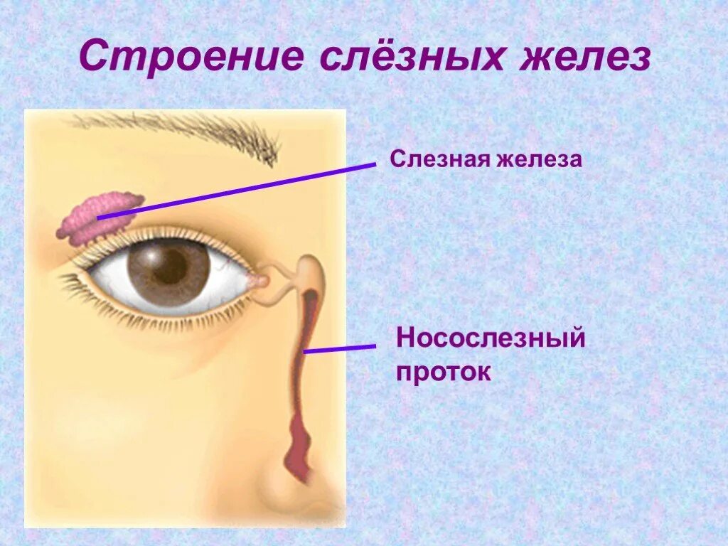 Строение глаза слезная железа. Строение слезной железы анатомия. Слёзная железа анатомия. Строение слезных желез. Слезная железа строение