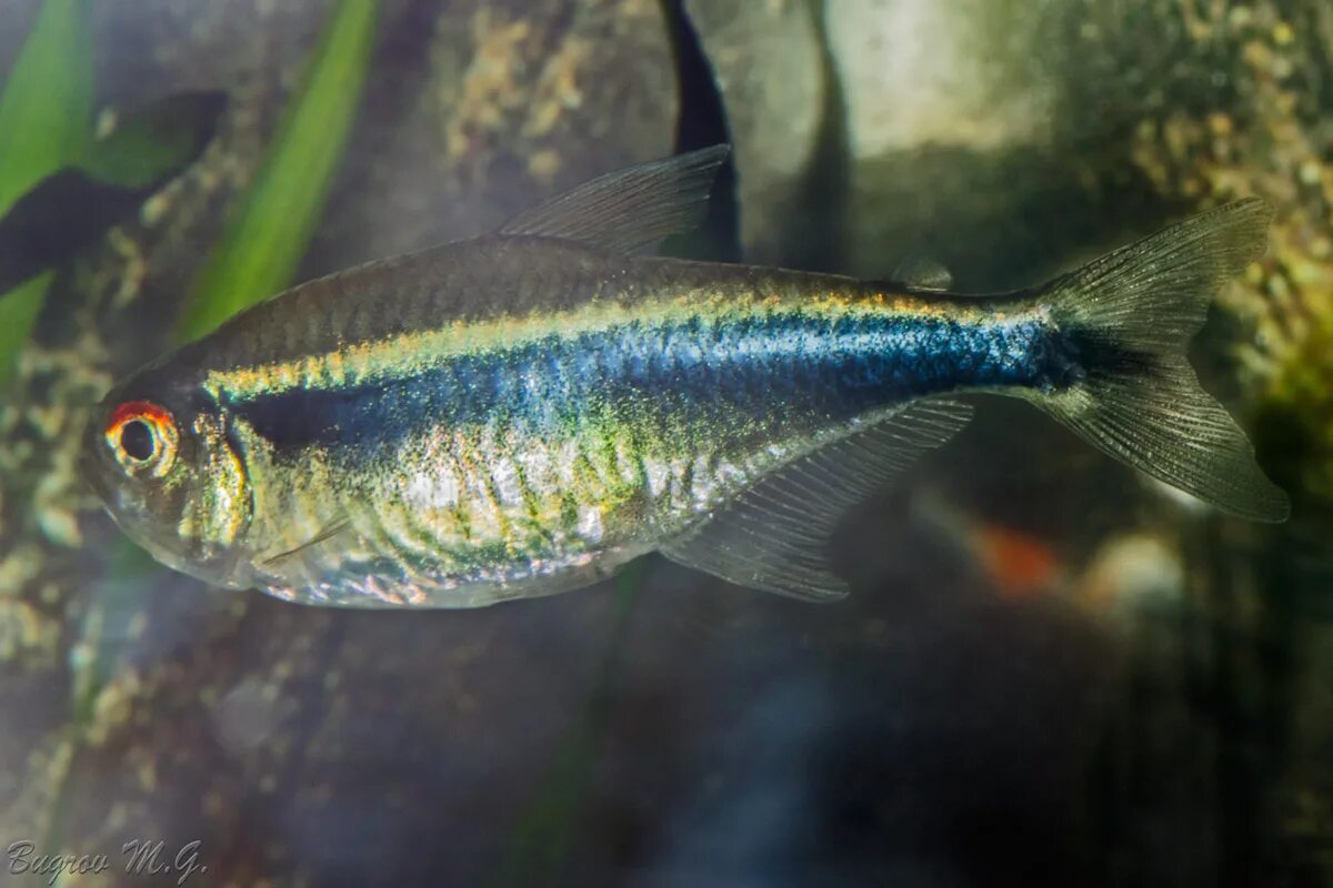 самка неона. беременный неон. неон черный рыбка аквариумная. тетра керри фиолетовый неон. рыбка неон ихтиофтириоз.