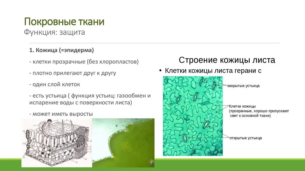 Клетка эпидермиса листа герани. Покровная ткань кожица листа. Эпидермис листа герани строение и функции. Первичная покровная ткань эпидерма кожица рисунок.