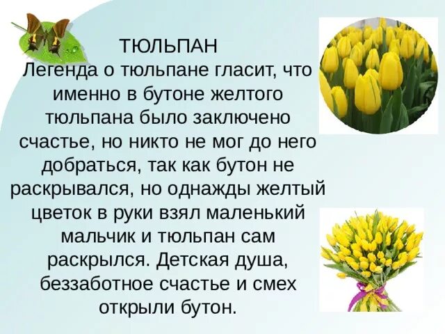 2 тюльпана timbat текст